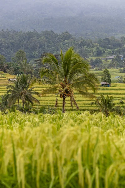 Ятілуві Балі Індонезія Коконусове Дерево Росте Рисових Терасах Ятілуві Єкті — стокове фото