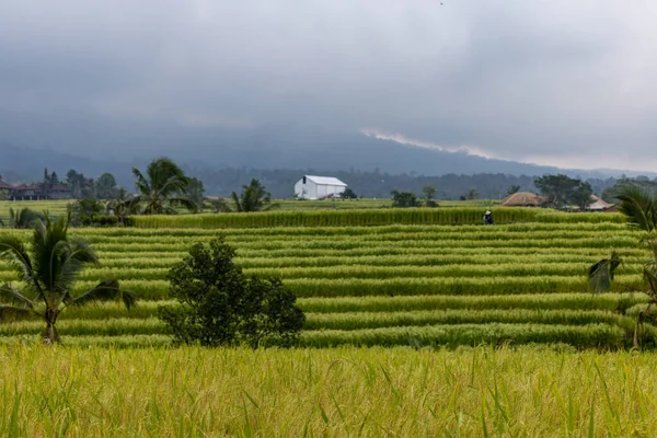 Джатилуви Бали Индонезия Рисовые Террасы Джатилуви Объект Всемирного Наследия Юнеско — стоковое фото