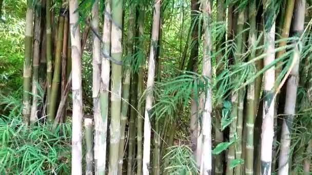 Bali Indonesië Een Muur Van Bamboe Groeit Jungle — Stockvideo