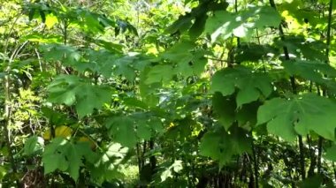 Bali, Endonezya Yağmur ormanlarında bir bitki duvarı.