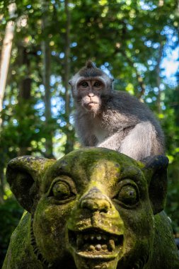 Ubud, Bali, Endonezya Maymun Ormanı 'nda bir maymun doğrudan kameraya bakar..