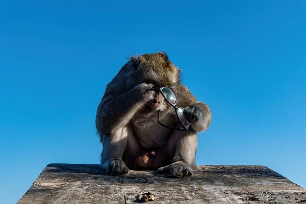 Bali Indonésia Pequeno Macaco Atrapalha Com Óculos Roubados Turista — Fotografia de Stock