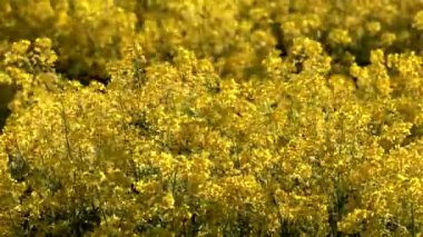 Burtrask, İsveç Yazın sarı tecavüz tarlası tohum çiçekleri. 