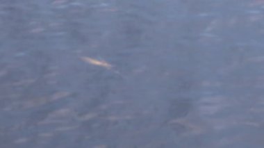 Skelleftea, İsveç Skelleftea Nehri 'nde güçlü bir su akıntısı var..  