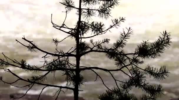 Vormfors Zweden Witte Waterstroomversnellingen Dalen Meter Een Stuk Van 500 — Stockvideo