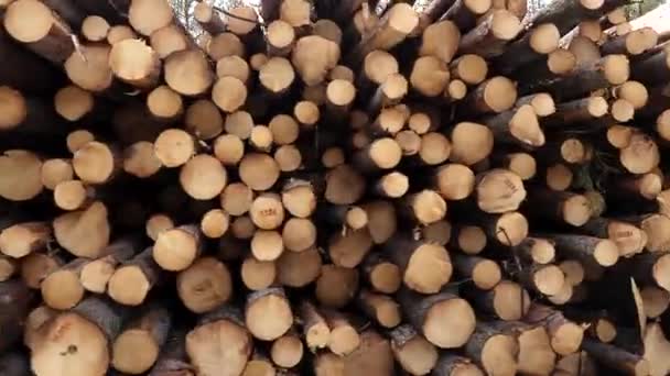 Шведском Городе Адак Вырубили Сосновый Лес — стоковое видео