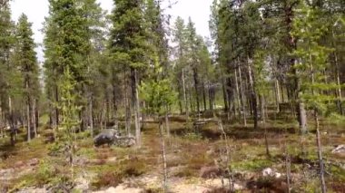 Arjeplog, İsveç Boreal Ormanı ve orman zemininin manzarası. 