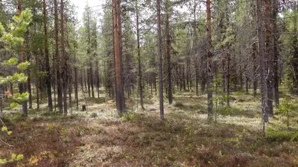 Arjeplog Sweden Вид Справжню Лісову Лісову Підлогу — стокове відео