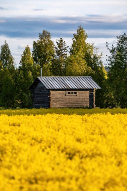 Skelleft çayı, İsveç Tecavüz tohumlarının bulunduğu sarı bir tarlada ahşap bir kusmuk..