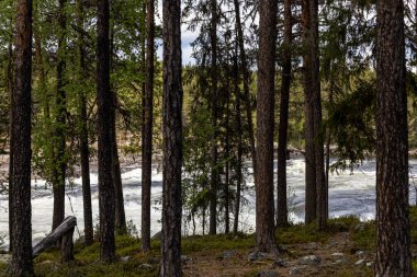 Vormforsen, İsveç Vindelalven Nehri 'ndeki Storforsen akıntısı ormanın içinden görülüyor..