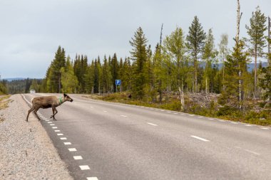 Arjeplog, İsveç ren geyiklerinin yol kenarında otlaması mororistler için tehlike arz ediyor..