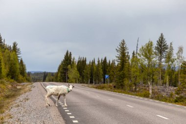 Arjeplog, İsveç ren geyiklerinin yol kenarında otlaması mororistler için tehlike arz ediyor..