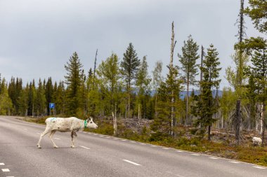 Arjeplog, İsveç ren geyiklerinin yol kenarında otlaması mororistler için tehlike arz ediyor..