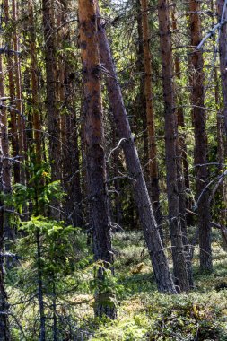Sorsele, İsveç Çam Ormanı, gün ışığında çalıların arasında..