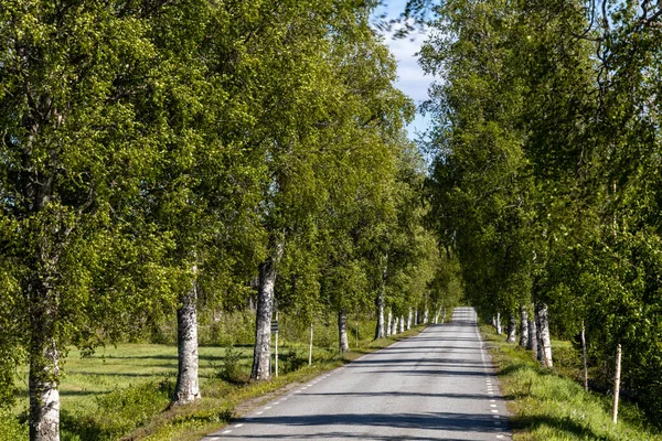 Skelleftea Σουηδία Ένας Δρόμος Δέντρα Και Ένα Δρομάκι Δέντρα — Φωτογραφία Αρχείου