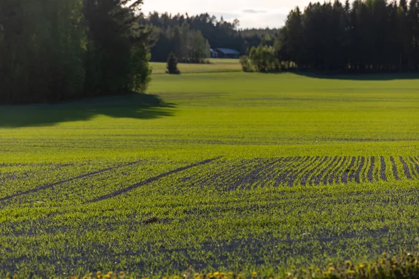 Skelleftea Szwecja Pole Rosnącymi Sadzonkami Wczesnym Latem — Zdjęcie stockowe