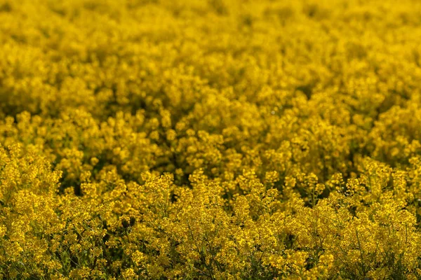 Skelleftea Suécia Campo Amarelo Plantas Colza — Fotografia de Stock