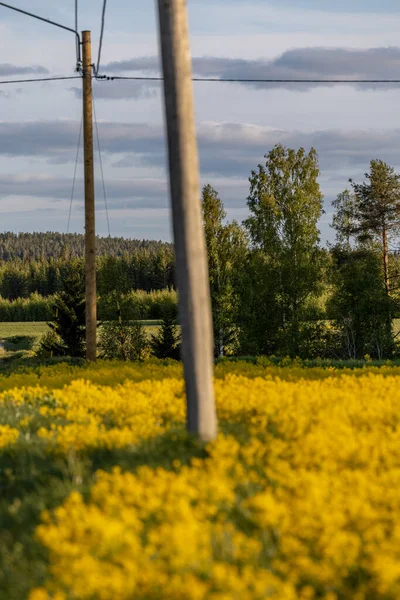 Skelleftea Σουηδία Ένα Κίτρινο Χωράφι Κραμβόσπορους — Φωτογραφία Αρχείου