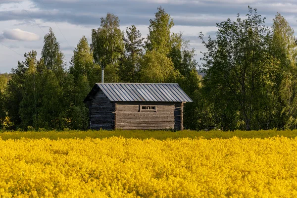 Skelleftea Suecia Una Corteza Madera Medio Campo Amarillo Plantas Semillas — Foto de Stock