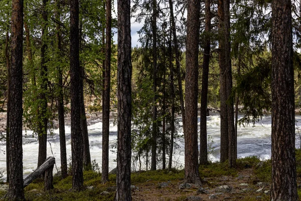 Vormforsen Švédsko Storforsenské Peřeje Řece Vindelalven Spatřeny Lesy — Stock fotografie