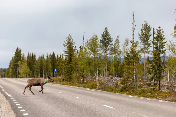 Arjeplog, Sweden Reindeer grazing on the side of the road pose a danger for mororists.