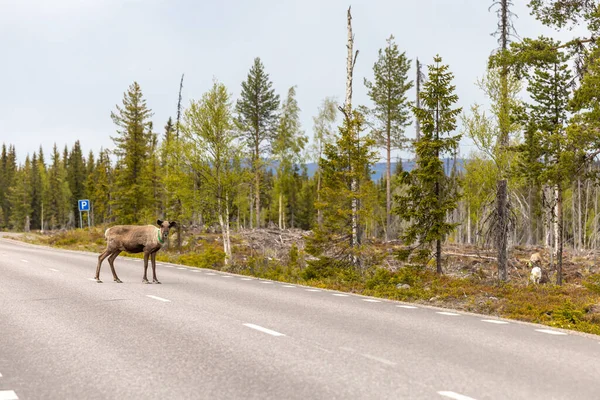 Arjeplog 驯鹿在路边放牧对殡仪师构成了危险 — 图库照片