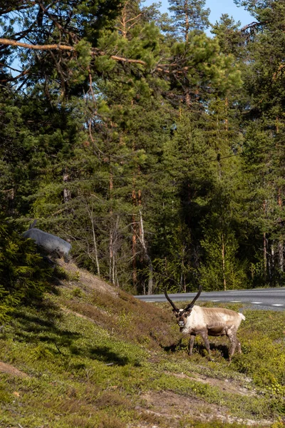 Arjeplog 驯鹿在路边放牧对殡仪师构成了危险 — 图库照片