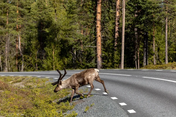 Arjeplog Suecia Pastoreo Renos Lado Carretera Representa Peligro Para Los — Foto de Stock