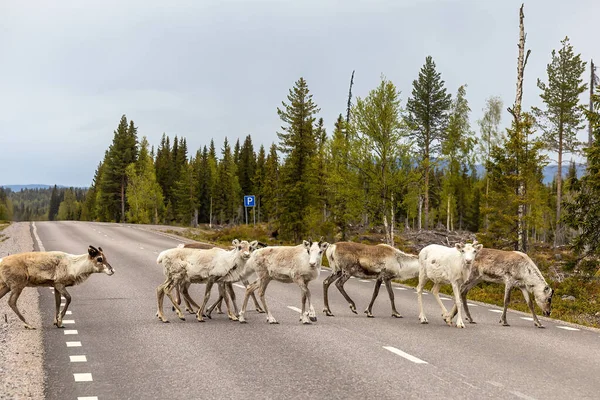 Arjeplog, Sweden Reindeer grazing on the side of the road pose a danger for mororists.