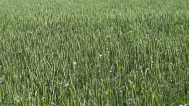 Ekero, İsveç Buğdayı güneş altında bir tarlada büyüyor.