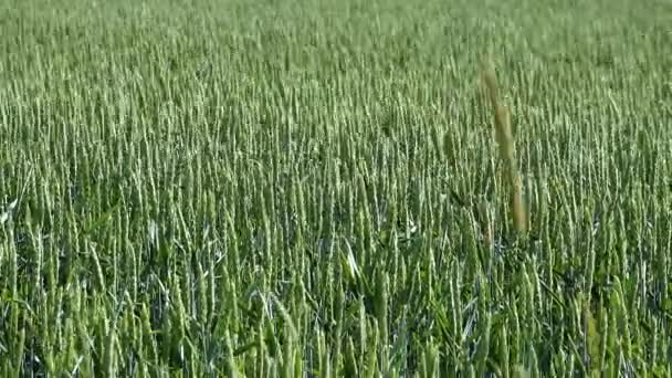 Ekero Švédsko Pšenice Pěstovaná Poli Slunci — Stock video