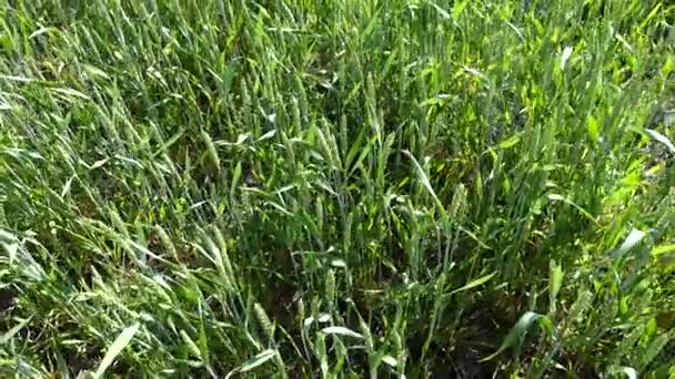 スウェーデンのエケロ太陽の下で畑で栽培されている小麦 — ストック動画