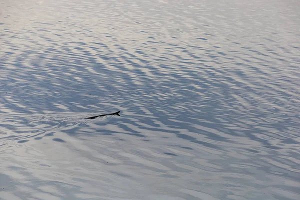 Stockholm Sweden July 2023 Water Snake Swims Trekanten Lake — Stock Photo, Image