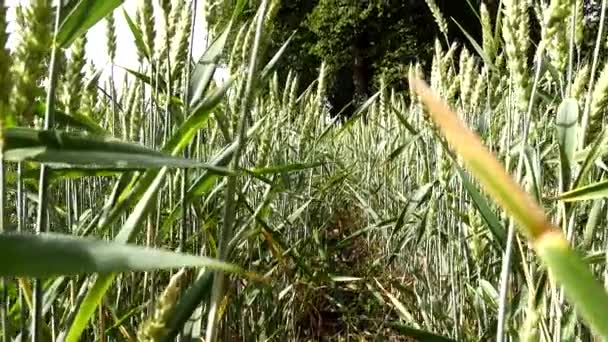 Leksand Sweden Growing Wheat Field Blowing Wind — Stock Video