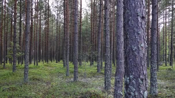 Mora Szwecja Krajobraz Leśny Młodymi Sosnami — Wideo stockowe