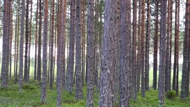 スウェーデン若い松の木の森の風景 — ストック動画