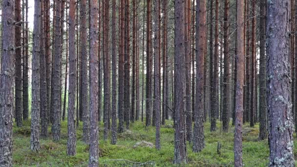 スウェーデン若い松の木の森の風景 — ストック動画
