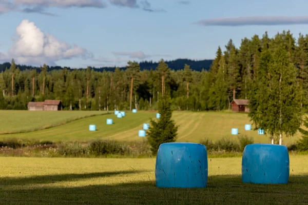 Раттвік Швеція Блакитний Тюк Загорнутий Дихаючий Пластик Полях — стокове фото