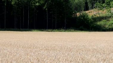 Strangnas, İsveç Yazın büyüyen bir buğday tarlası.