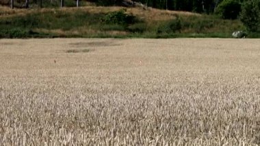 Strangnas, İsveç Yazın büyüyen bir buğday tarlası.