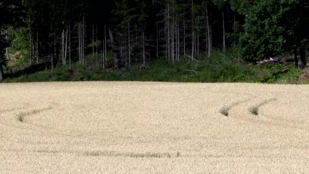 Strangnas Σουηδία Ένας Αγρός Καλλιέργειας Σιταριού Καλοκαίρι — Αρχείο Βίντεο