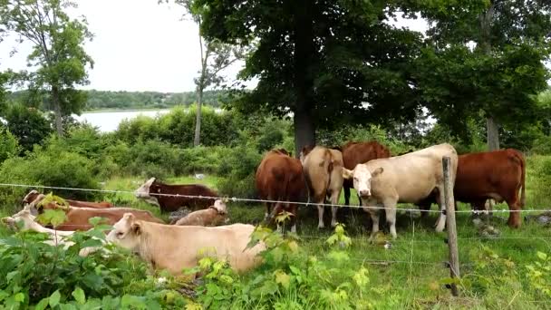 Eskilstuna Suède Vaches Dans Pâturage Chercher Ombre Sous Arbre — Video