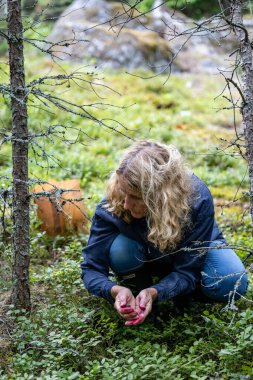Enkoping, İsveç Yazın yağmurdan sonra yemyeşil ormanlarda bir kadın yaban mersini toplar.