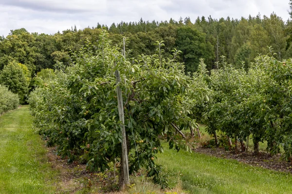 Enkoping Σουηδία Ένας Οπωρώνας Μήλου Καλοκαίρι Την Καλλιέργεια Μήλων — Φωτογραφία Αρχείου