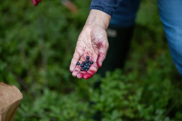 Enkoping Suecia Una Mujer Recoge Arándanos Exuberante Bosque Verano Después —  Fotos de Stock