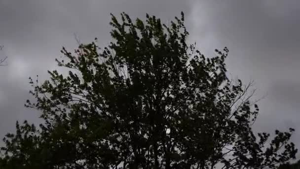 Ostrov Broomes Maryland Usa Vrcholy Stromů Vanou Blížící Bouři — Stock video