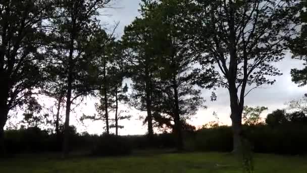 Broomes Island Maryland Usa Boomtoppen Waaien Een Dreigend Onweer — Stockvideo
