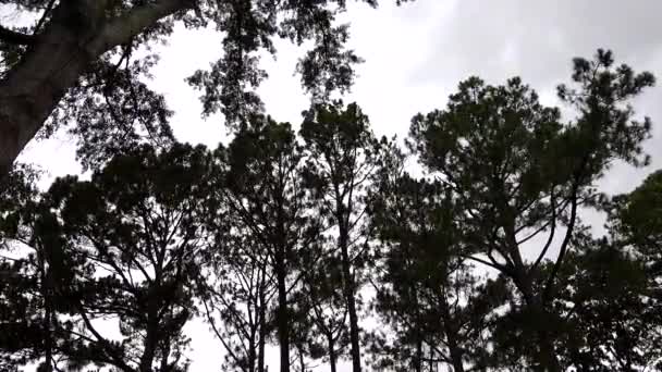 Острів Брумс Штат Меріленд Сша Дерево Вершини Дме Неминучій Грозі — стокове відео