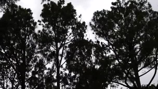 Broomes Island Maryland Estados Unidos Tapas Árboles Que Soplan Una — Vídeos de Stock