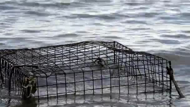 Broomes Island Maryland États Unis Pièges Crabes Marée Basse Dans — Video